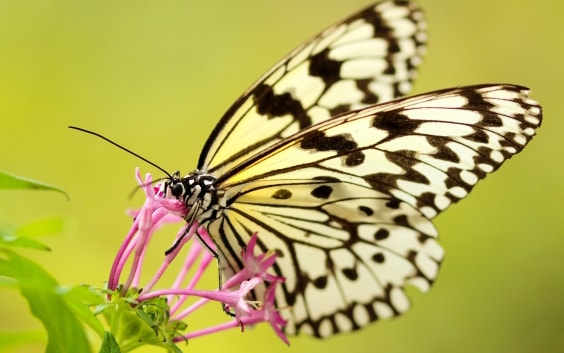 Butterfly garden design Ottawa