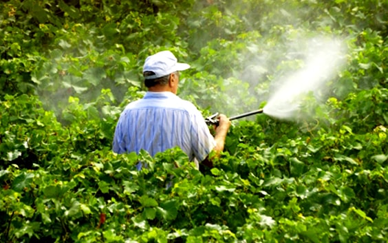 organic insect control and disease control