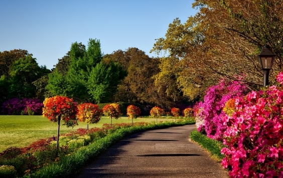 Tree shrub hedge flower watering